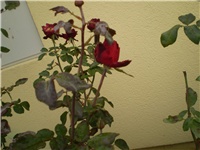 575cf1d7-Picture 3521.jpg
